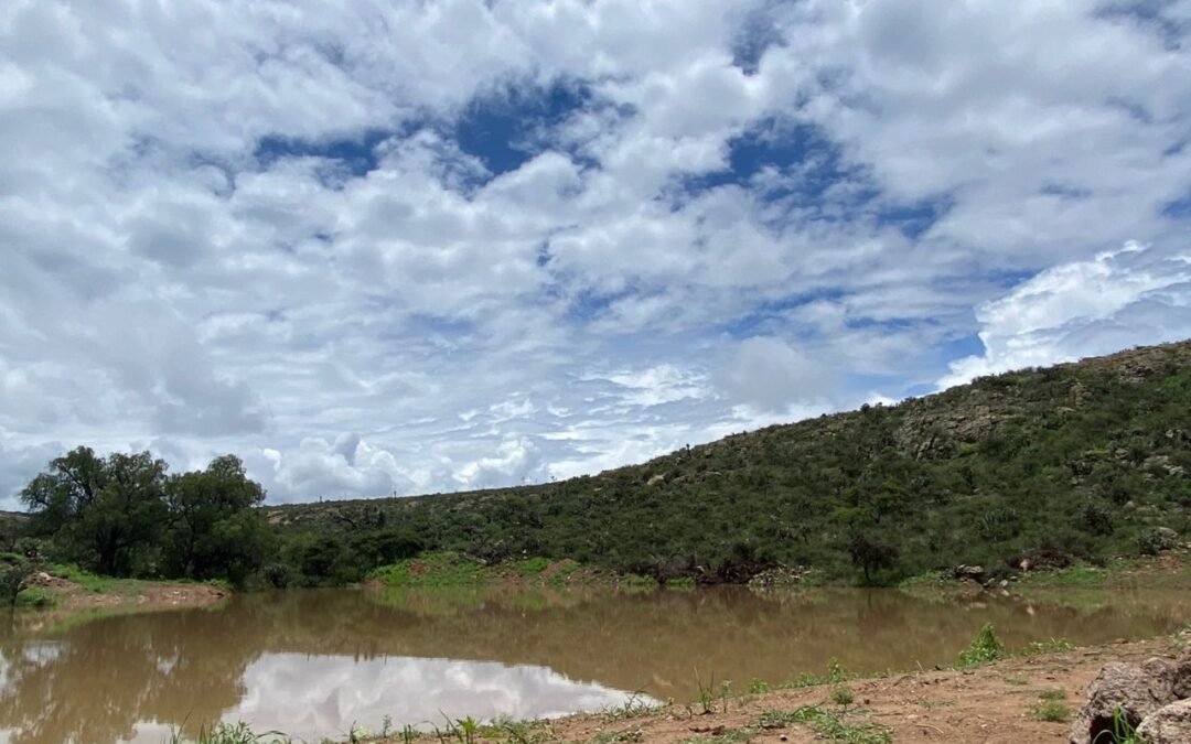 Avanza siembra de cultivos de temporal en SLP