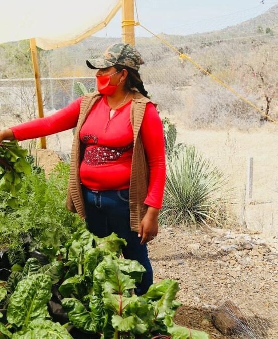 Los huertos de traspatio permiten a las familias obtener hortalizas