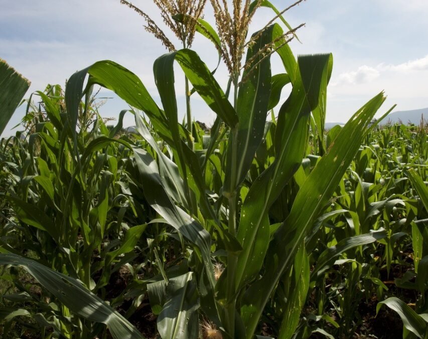 Disminución de apoyos en semilla obedece a recorte presupuestal