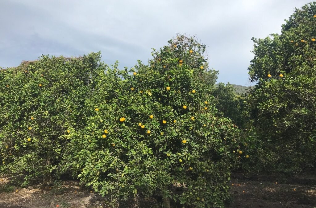 Estatus en sanidad vegetal aumenta valor de naranja en la Zona Media de SLP