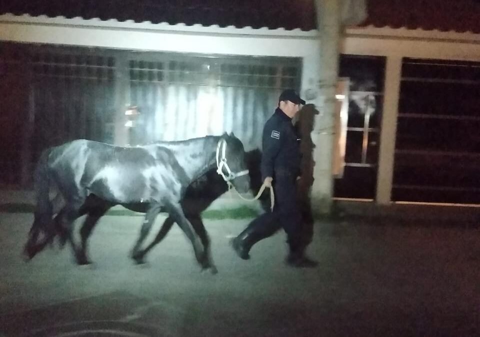 Policías de Soledad aseguran a caballo que deambulaba en la avenida San Pedro