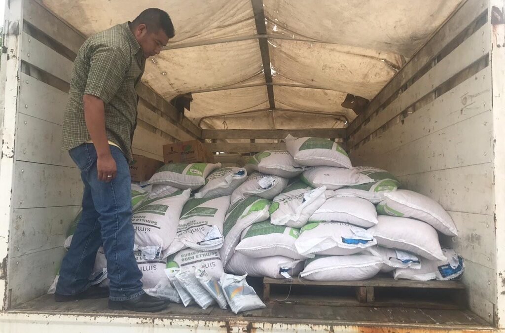 Reciben semilla de maíz y frijol productoras y productores potosinos