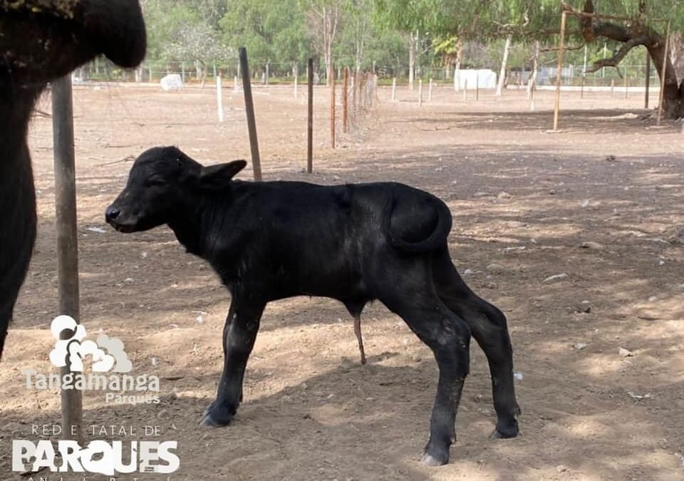 Nace cría de Búfalo de agua en el parque Tangamanga II