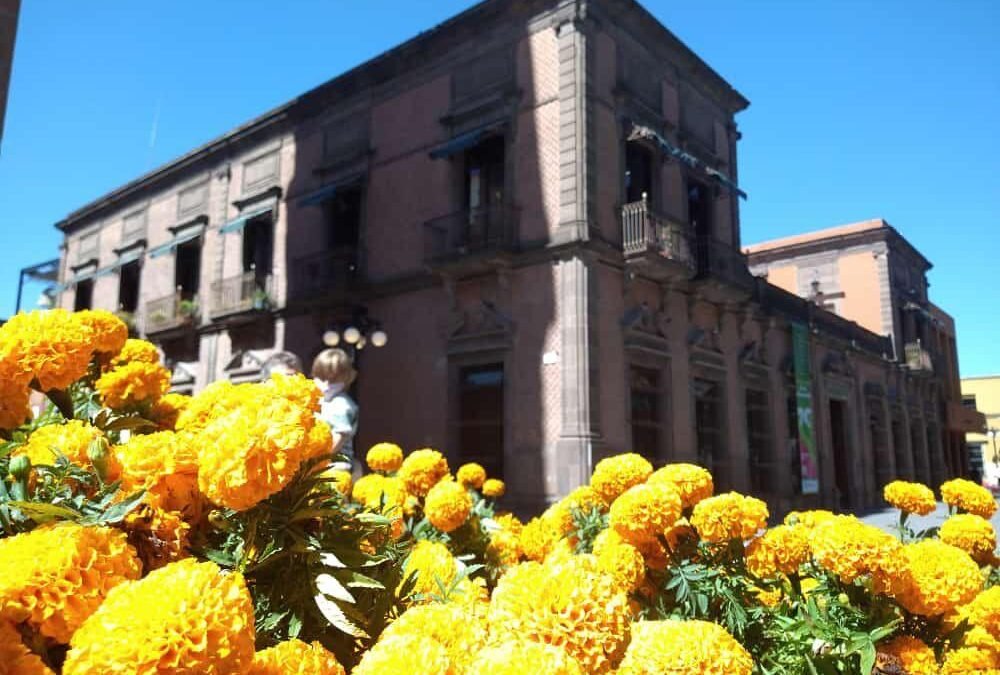 Flores de cempasúchil conquistan los jardines de la ciudad