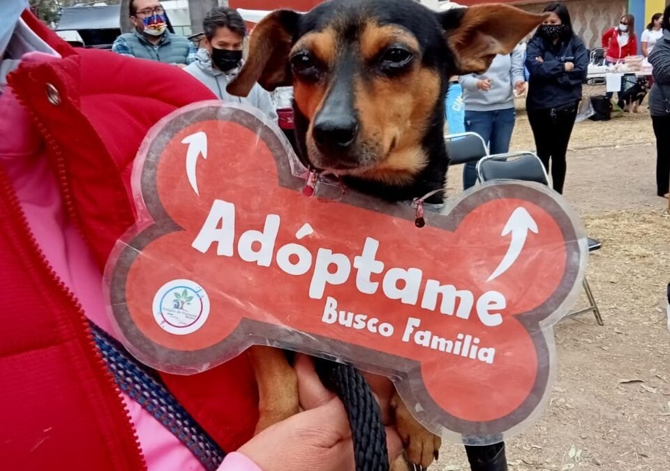 Primer Festival de Adopción 2021 logró darle un nuevo hogar a 25 mascotas