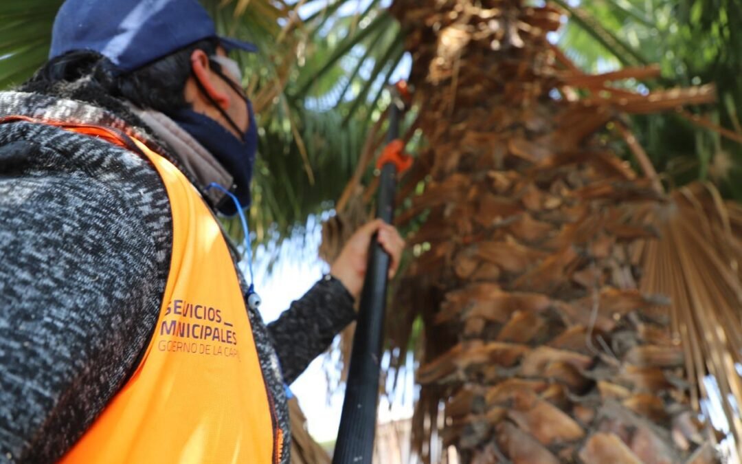 Parques y Jardines intervino más de 70 mil metros de áreas verdes en una semana