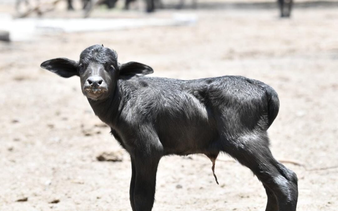 NACE CRÍA DE BÚFALO DE AGUA EN EL PARQUE TANGAMANGA II