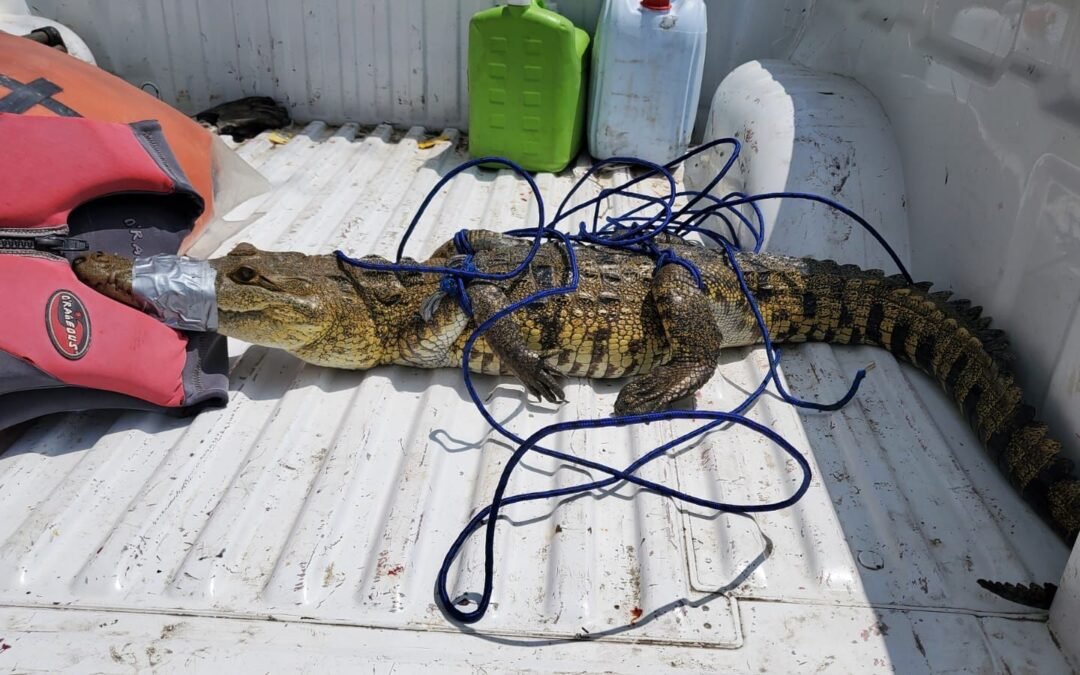 AUTORIDADES CAPTURAN Y RESGUARDAN A COCODRILO EN CIUDAD VALLES