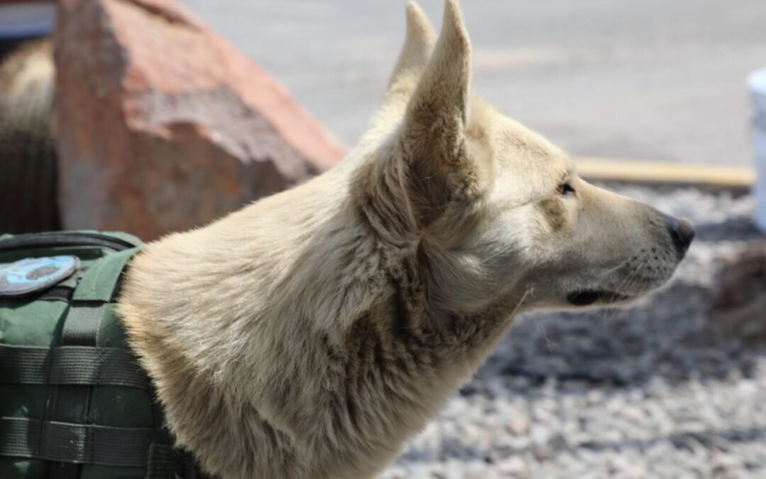 PERRITO CALLEJERO SE UNE A LA GUARDIA EXTERNA DE LA SSPC