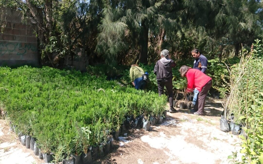Gobierno de la Capital ayuda con reforestación y atención directa a la ciudadanía