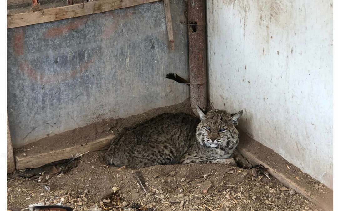 PROTECCIÓN CIVIL CAPTURA GATO MONTÉS EN SOLEDAD