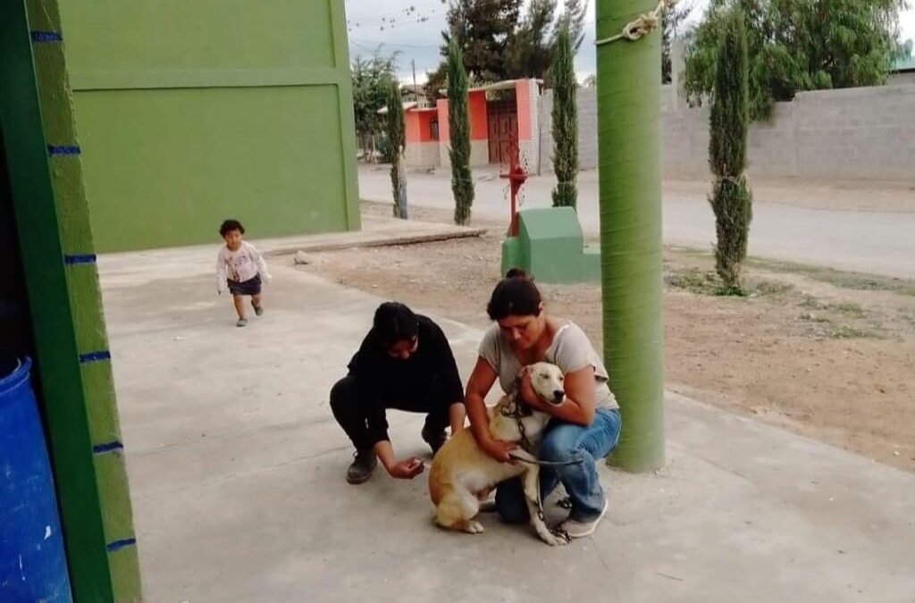 LLAMAN VACUNAR A PERROS Y GATOS CONTRA LA RABIA