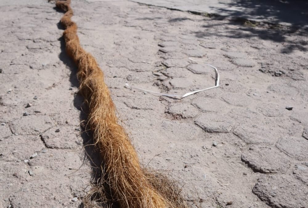 RAÍCES OBSTRUÍAN PASO DE AGUA POTABLE, INTERAPAS LAS RETIRA