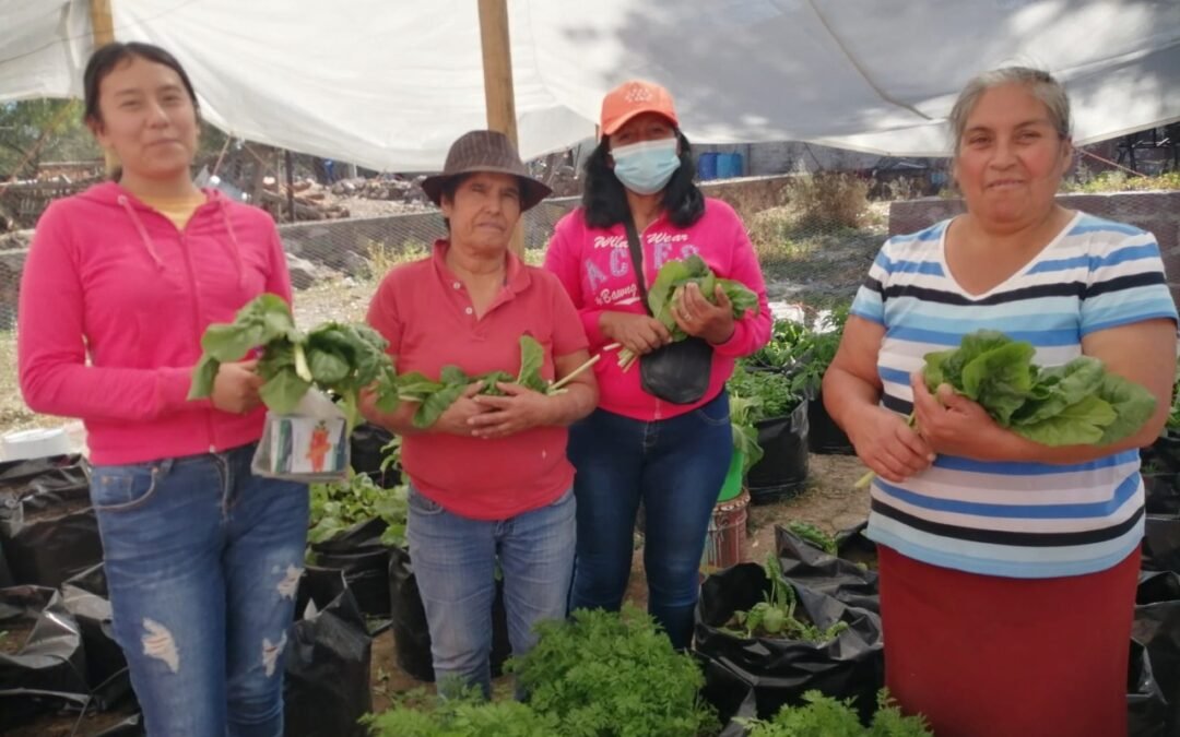 Huertos comunitarios del programa «Contigo SÍ, cosechando para tu mesa»
