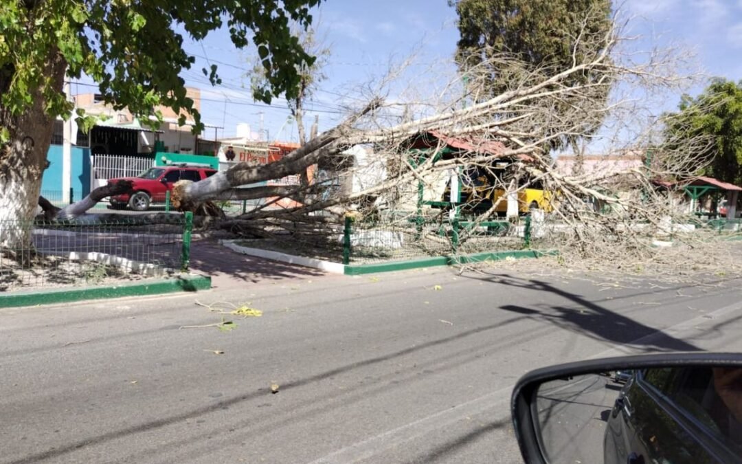 Mantienen coordinación entre direcciones municipales, para prevenir afectaciones por árboles caídos