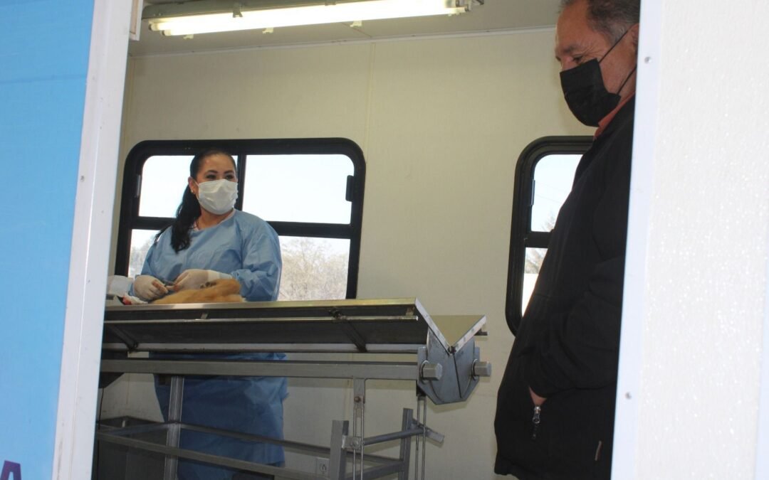 Ayuntamiento realiza esterilizaciones a perros en situación de calle en la comunidad de Jassos