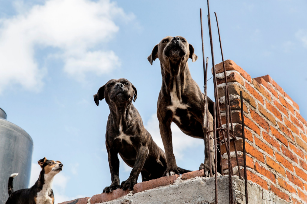 EN CHOLE, CASTIGO A QUIEN TENGA PERROS EN AZOTEA