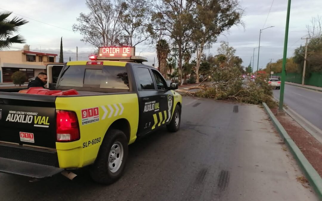 SSPC atiende afectaciones por ráfagas de viento en la Capital