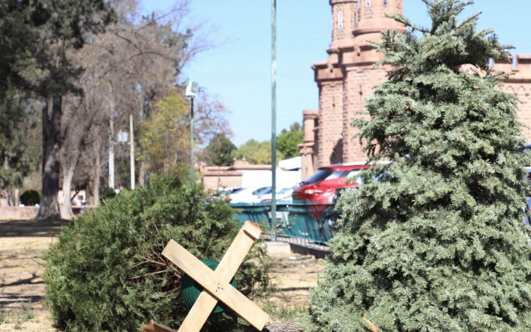 Gobierno de la Capital pone en funcionamiento los centros de acopio de árboles de Navidad