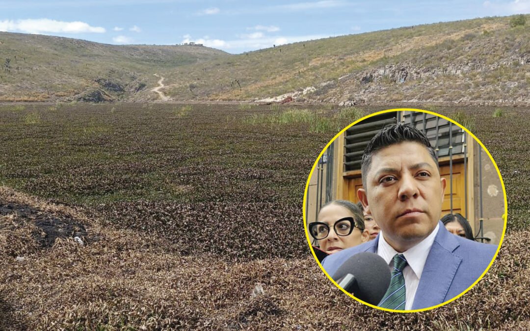 TRIBUNAL OBLIGA AL POLLO GALLARDO A CHAMBEAR