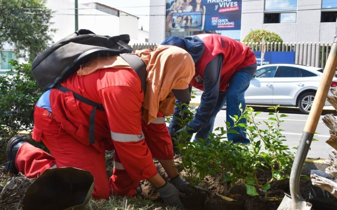 Gobierno de la Capital reforesta con bugambilias la avenida Venustiano Carranza