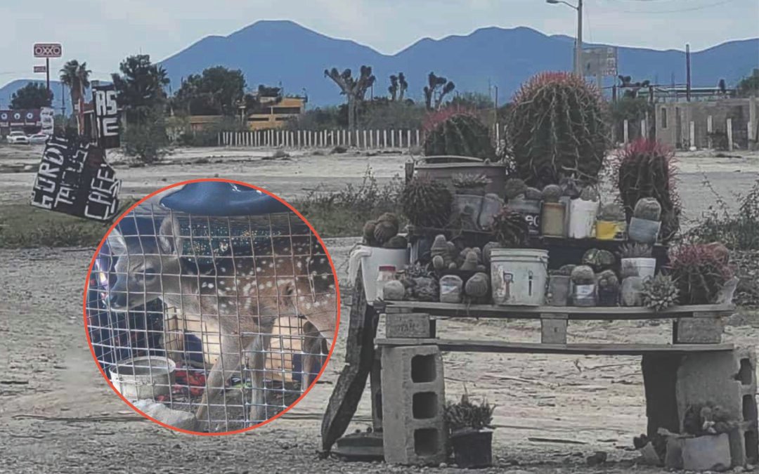 GOBIERNOS CHAFAS TRAEN DE REGRESO VIEJAS MALAS PRÁCTICAS
