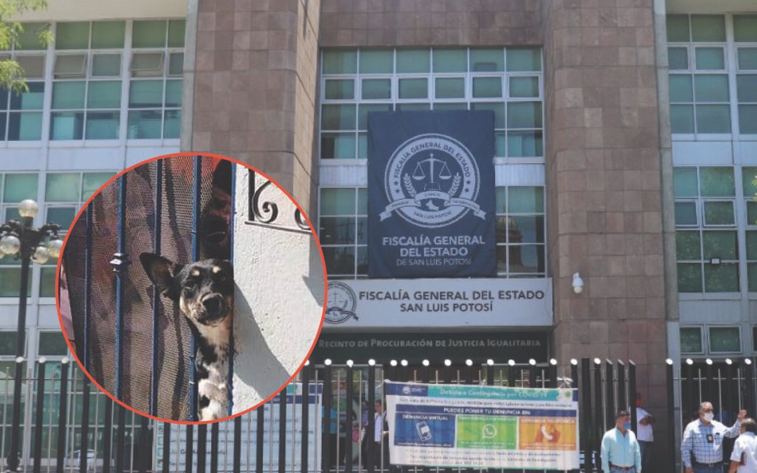 FISCALÍA ASEGURA CASA Y DEJA ENCERRADOS A DOS PERRITOS