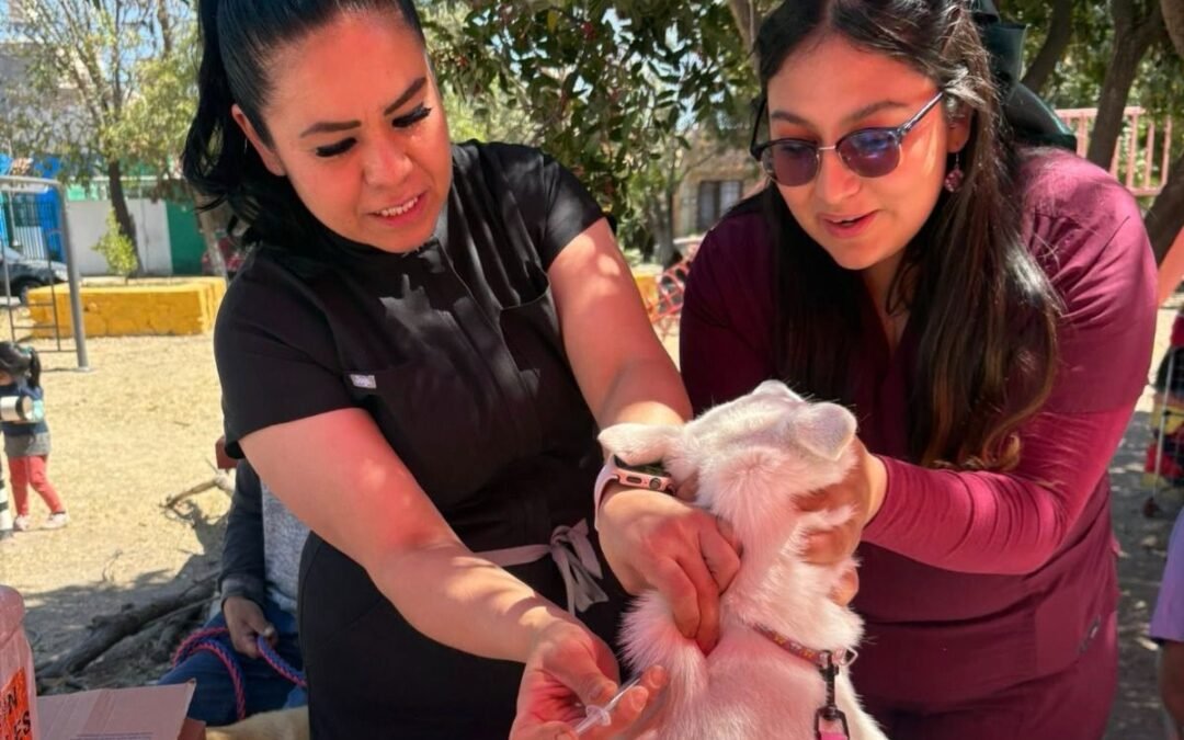 Ayuntamiento de SLP lleva vacunación antirrábica gratuita a la colonia Mezquital